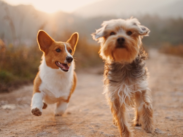 Dogs playing in the park